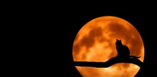 Jak zamaskować otarcia na czarnych butach?